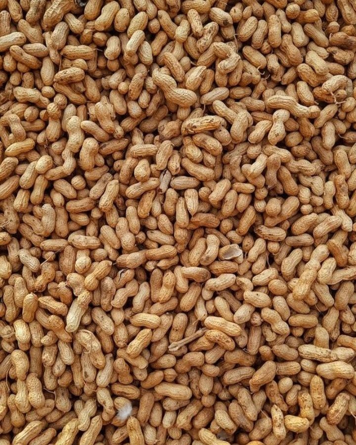 Peanuts